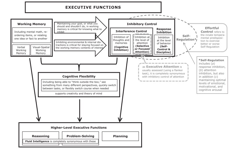 Adele Diamond's model of executive functions: working memory, inhibitory control, cognitive flexibility and higher-level functions