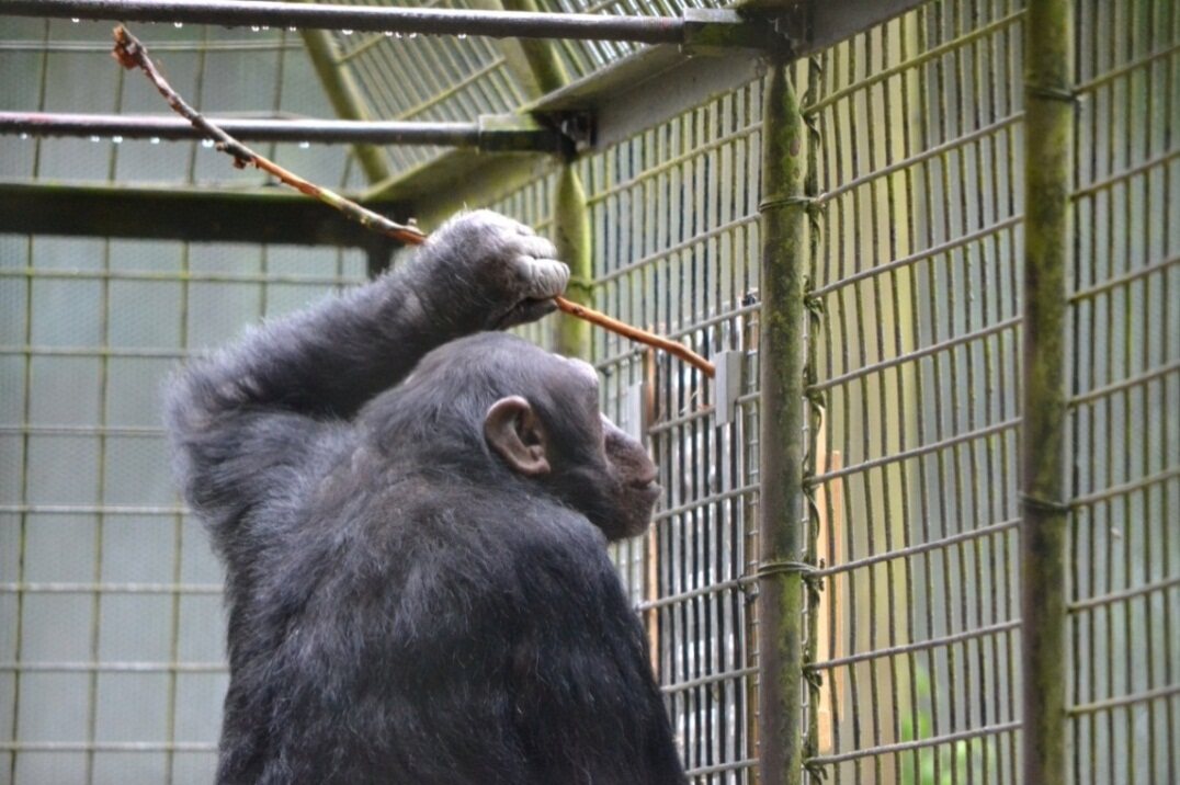 A gorilla-proof grid puzzle module mounted to the enclosure structure