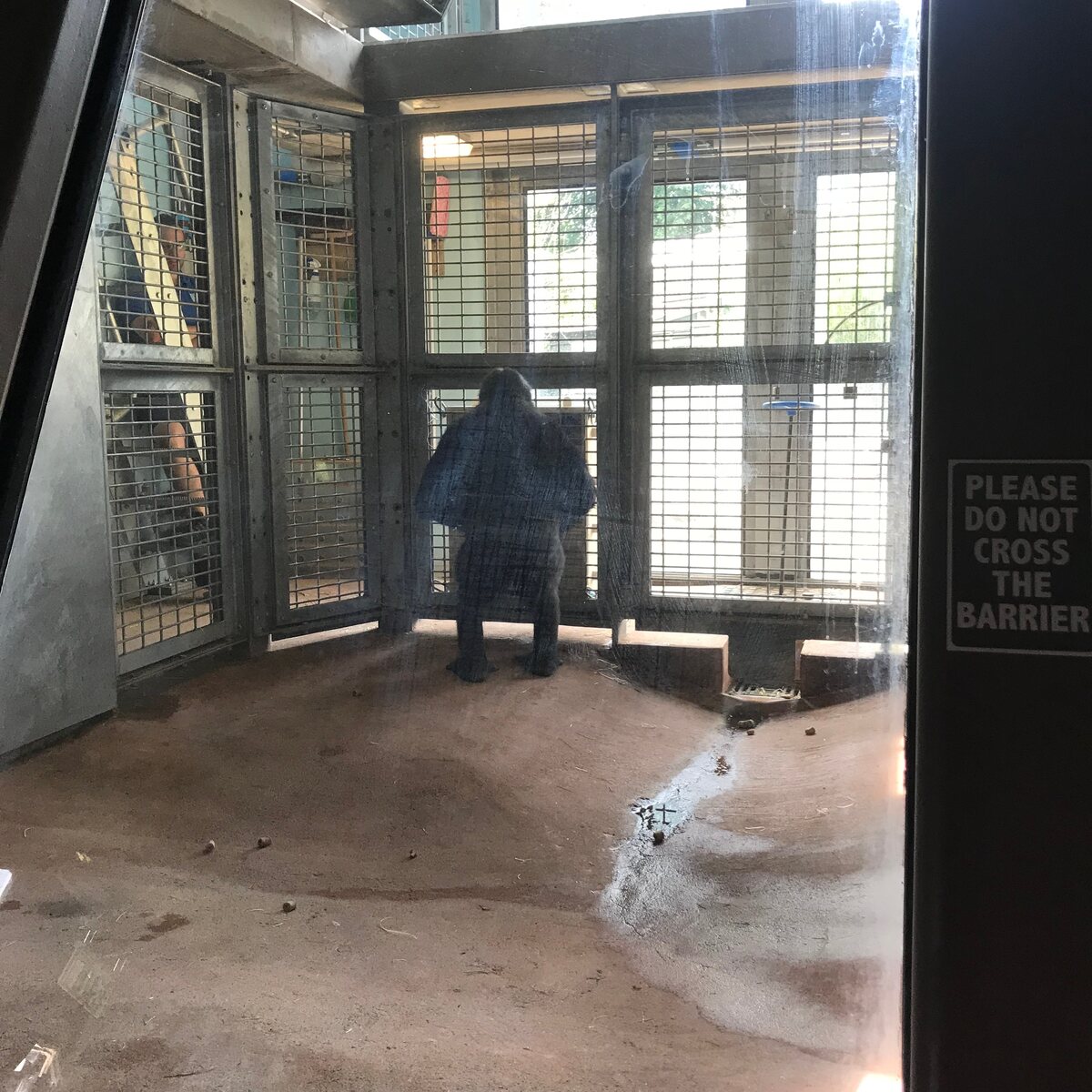 A western lowland gorilla in its enclosure at Bristol Zoo Project