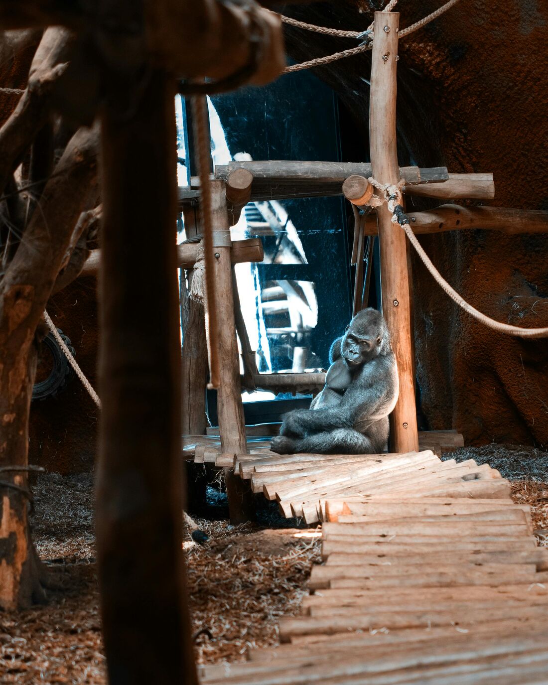 The wooden and acrylic modular puzzle framework mounted in the gorilla enclosure