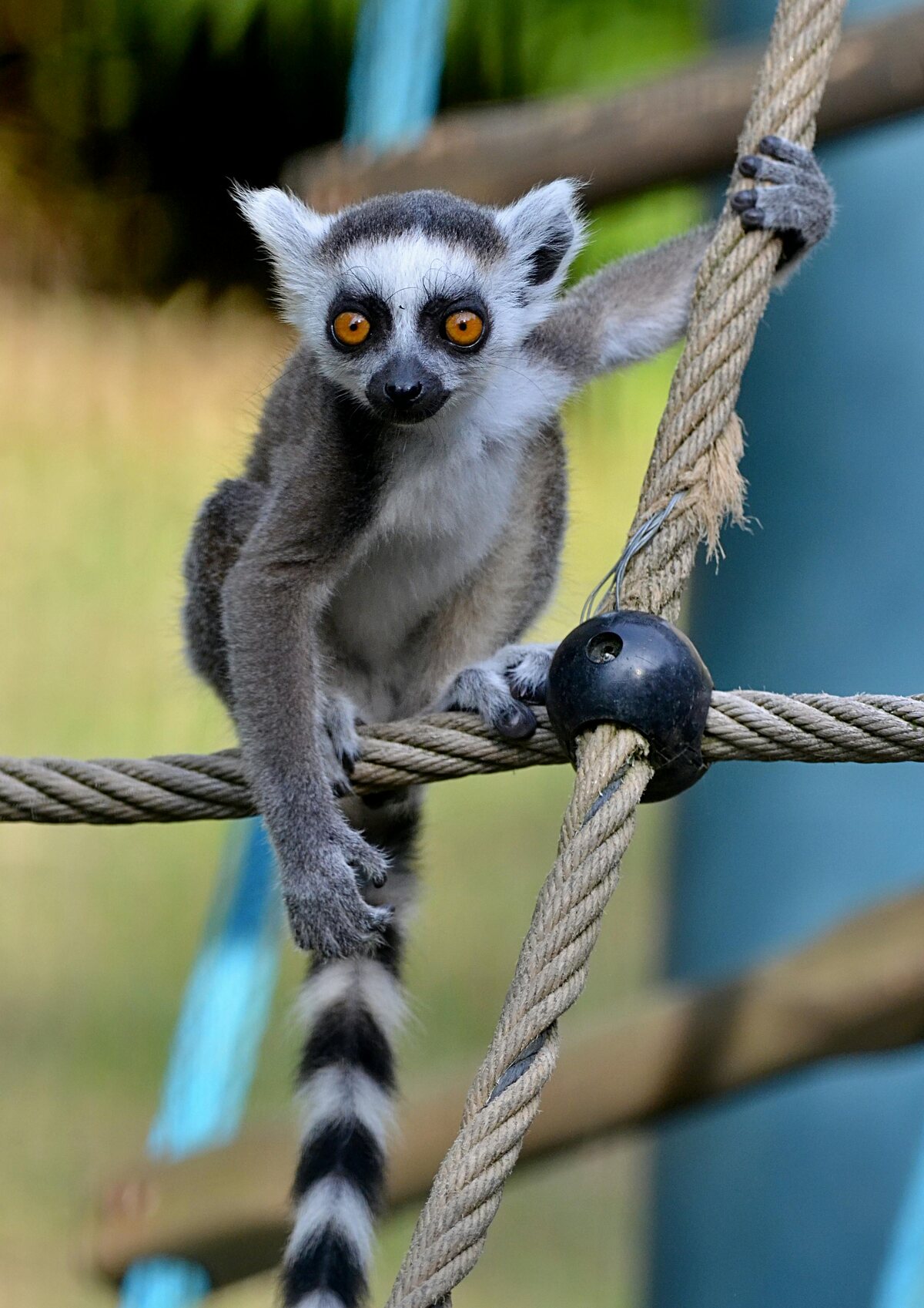 A ring-tailed lemur balancing on a rope in a zoo enclosure